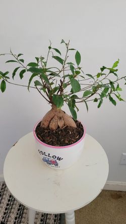 Ficus Ginseng Bonsai Tree