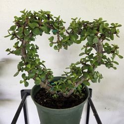 Heart Jade 6"