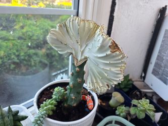 SUNDAY PLANT SALE IN SAN LORENZO. 1 TO 4 PM