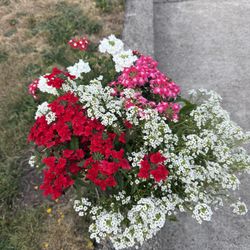 Flowers Combination Blooming Verbena Alyssum 