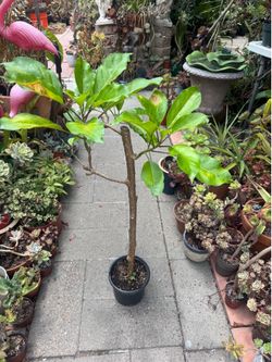 Cup of Gold Plant