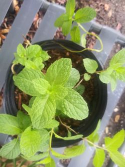 Spearmint plant
