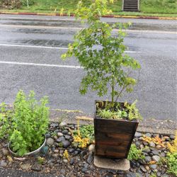 Acer palmatum