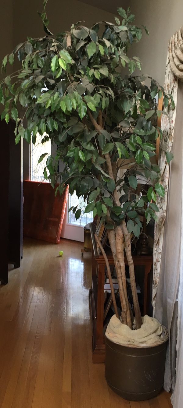 Silk Ficus Tree for Sale in Dix Hills, NY OfferUp