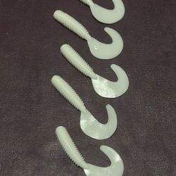 White Curly Tail Grub