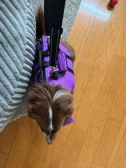 Dog life jacket - medium