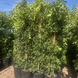ficus Tree Columnas