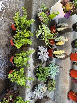 Pretty plants $2 and $2.50
