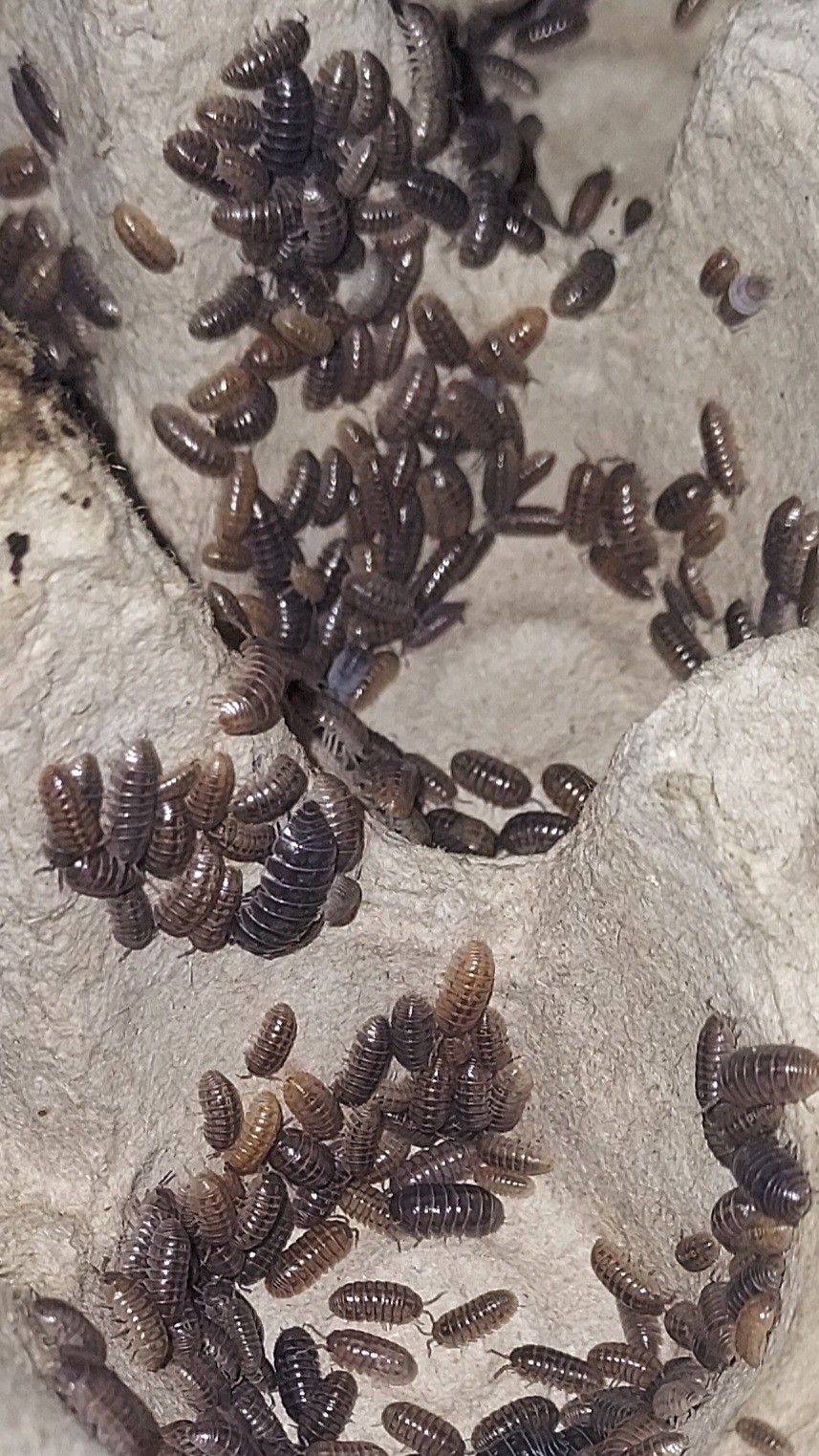 2 Dozen Isopods / Terrarium Clean-up Crew / Reptile Food