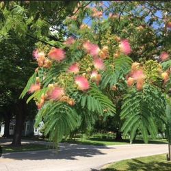 Pink Mimosa/Powderpuff Edible