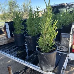 Hop Seed Bush  Dodonea Viscosa 5 Gallon $15 Each 