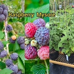 raspberry plant  🪴 in  3gal plantas de franguesa 