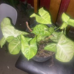 In Door Or Out Door Plant 