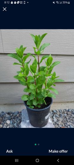Organic Mint Perennial Plant 