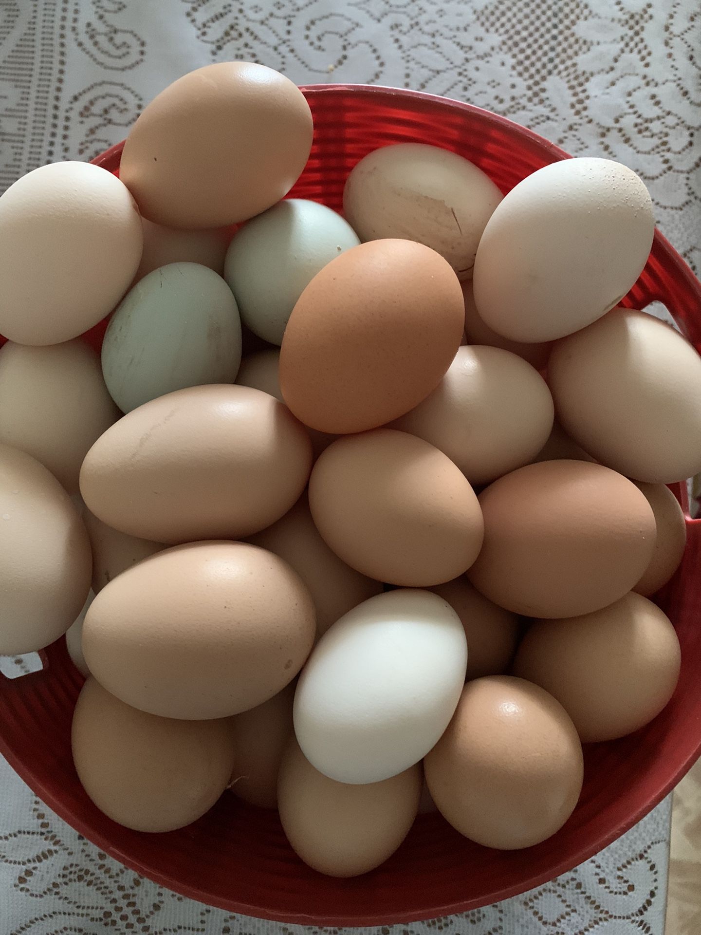 huebos orgánicos $5.00 la docena están grandes.