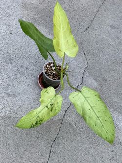 Philodendron Whipple way Mint