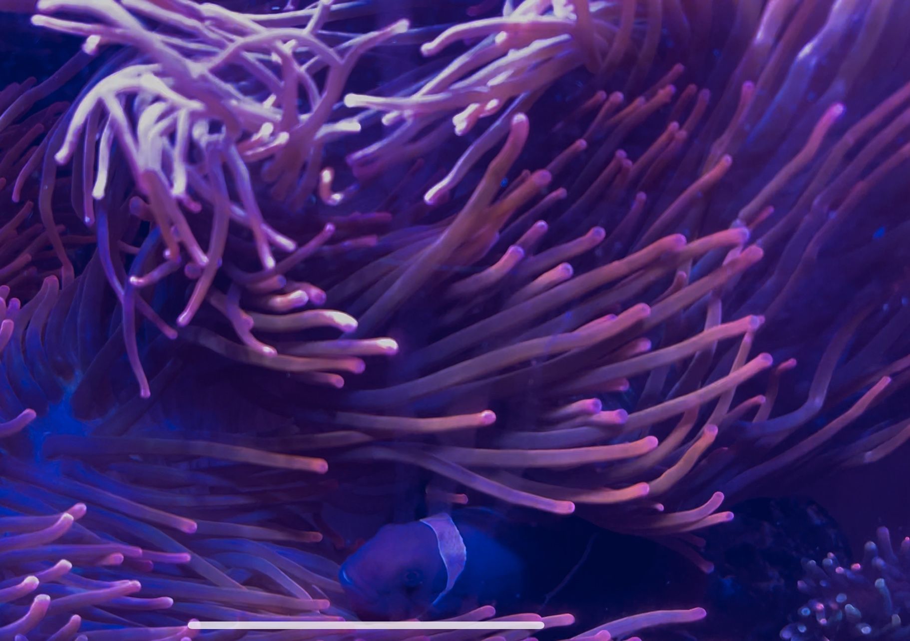 Red Long tentacle anemone
