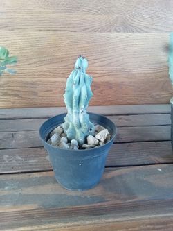 Plants 5 Dollars Each
