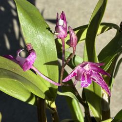 Dendrobium Kingianum Or Rock Orchid