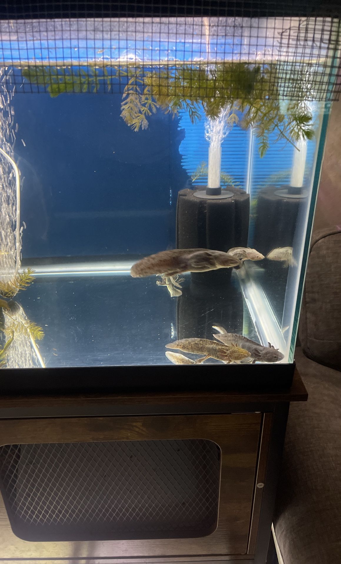 Fish Tank