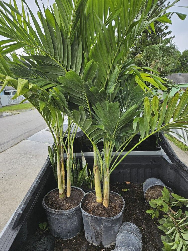 Christmas Palms Tree Adonideas Single Double Triple