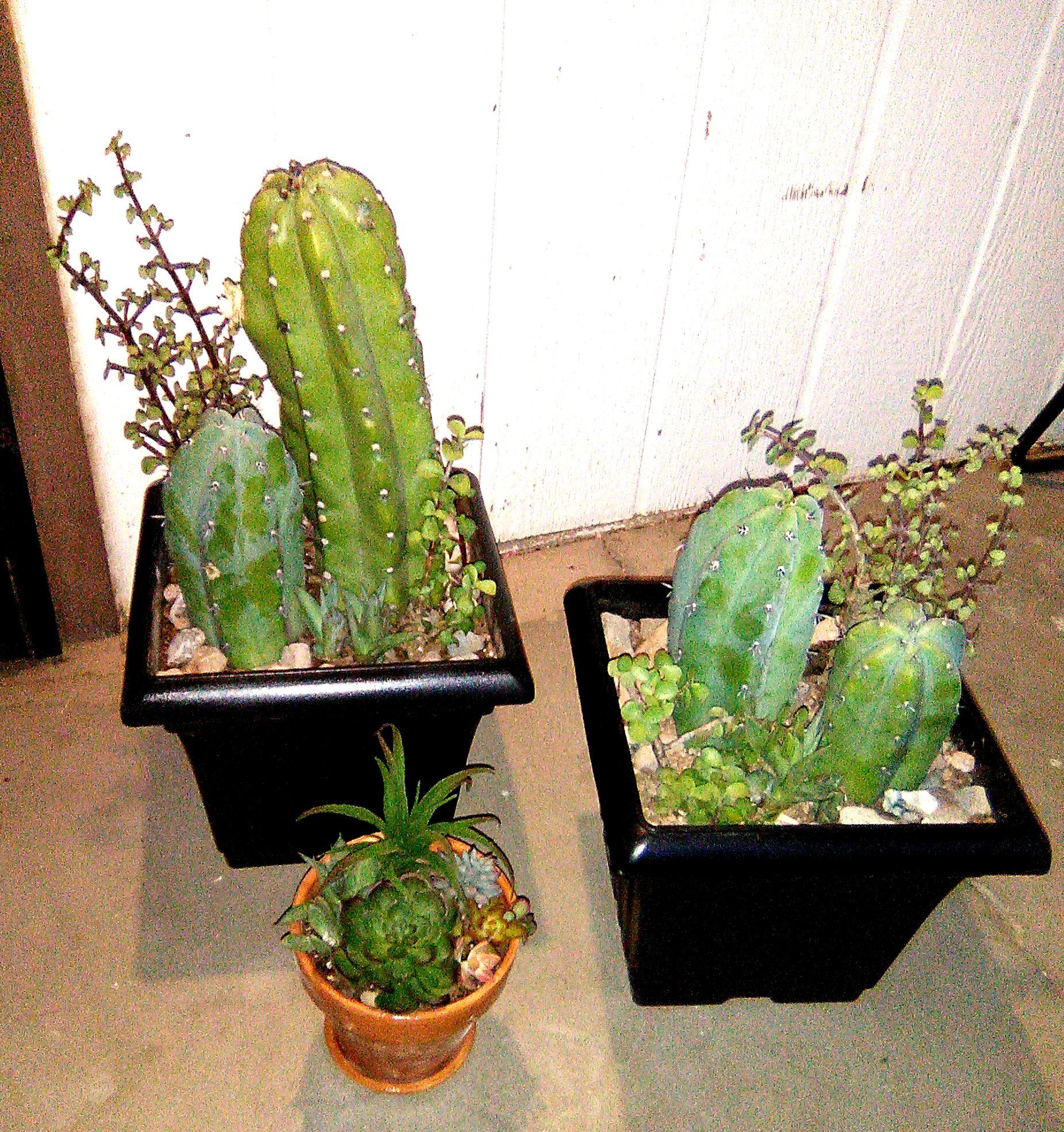 3 Beautiful Potted Cactus/Succulents