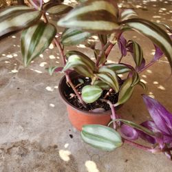wandering jew plant 