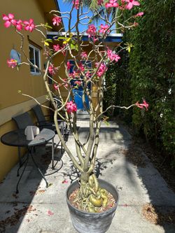 Desert rose