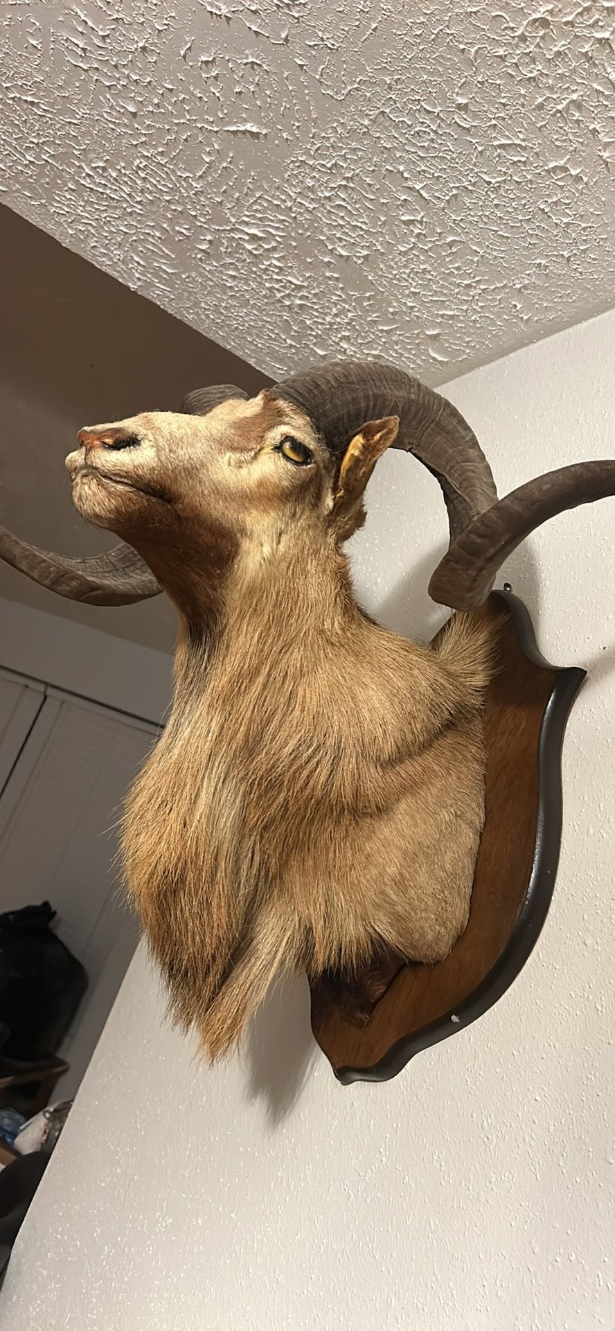 RAM TAXIDERMY