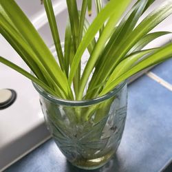 Spider Plant Pups 