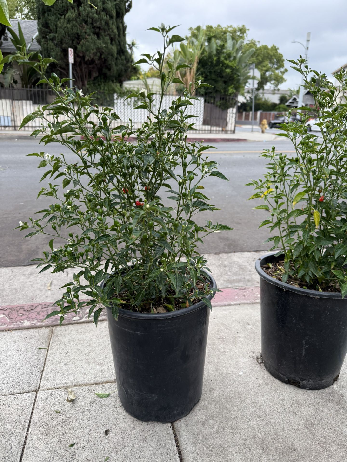 Chilteper - Chile Plant - 5 Gallon