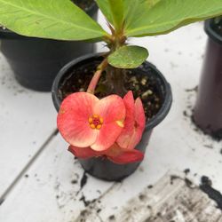 Corona De Cristo Flor Grande 