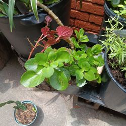 Two Plants In Pot