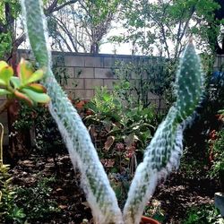 Old Man Cactus Succulent Plant In Ceramic Container