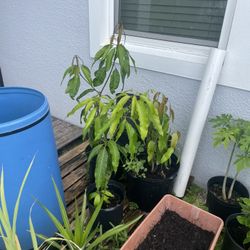 Plants.  Mango. Avocado. Lemon. Papaya.  $15
