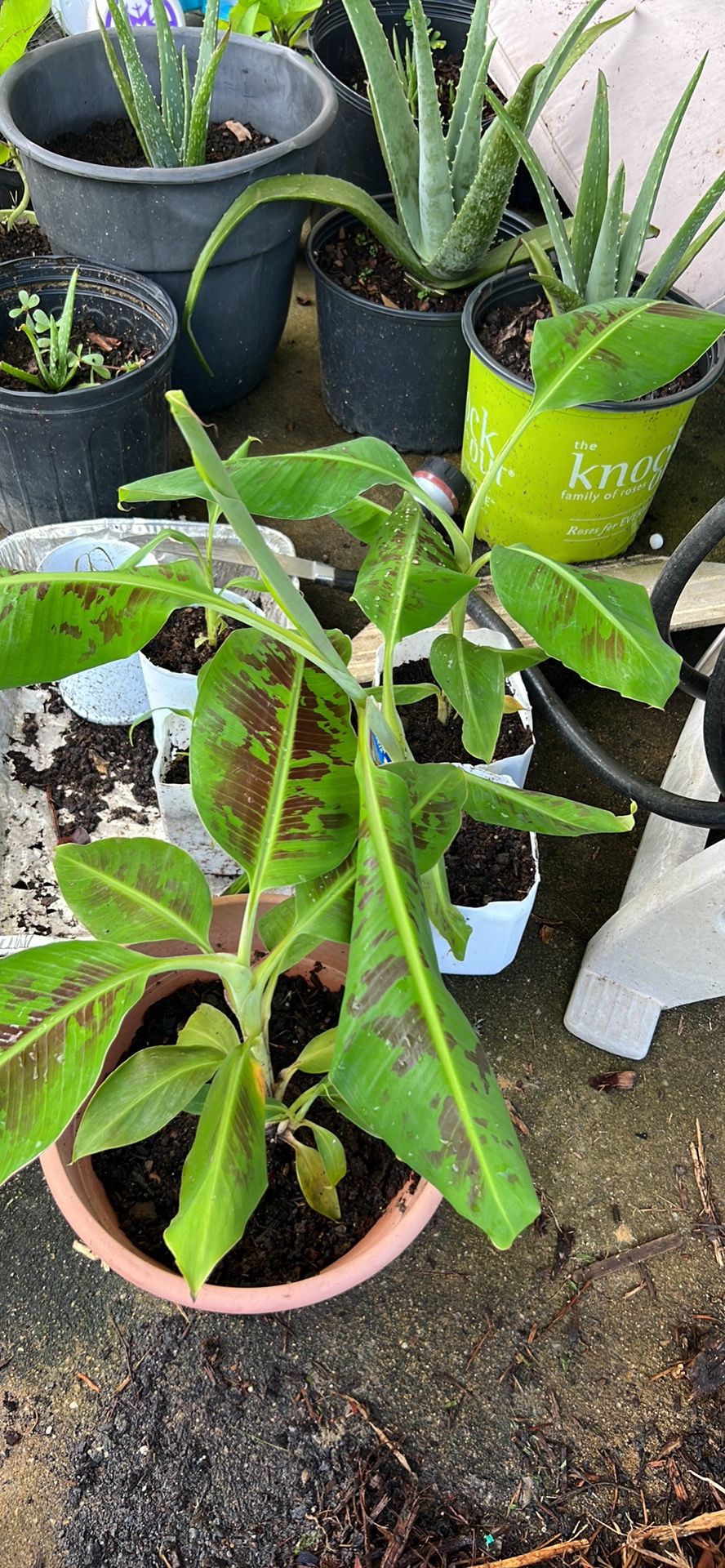 Fruit Trees For Sale