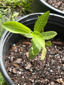 Guayaba