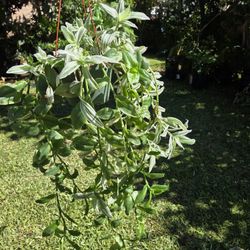 Hanging Tradescantia Fluminensis Plant 