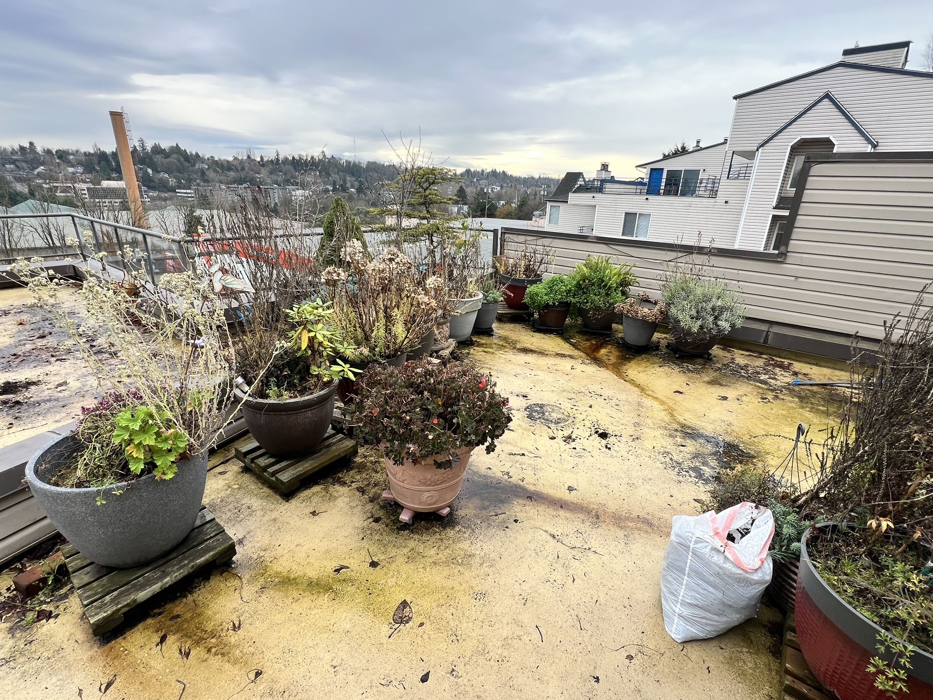 Many Potted Plants. Rose Bushes, Rhododendrons, Pine, and Other Flowering Plants