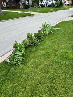 Free perennial plants