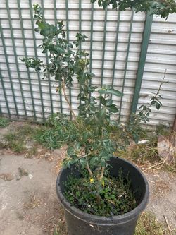 Planta de guamuchil