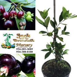Grumichama Brazilian Cherry Dwarf Trees 3gal Arboles  De Cereza Grumichama 