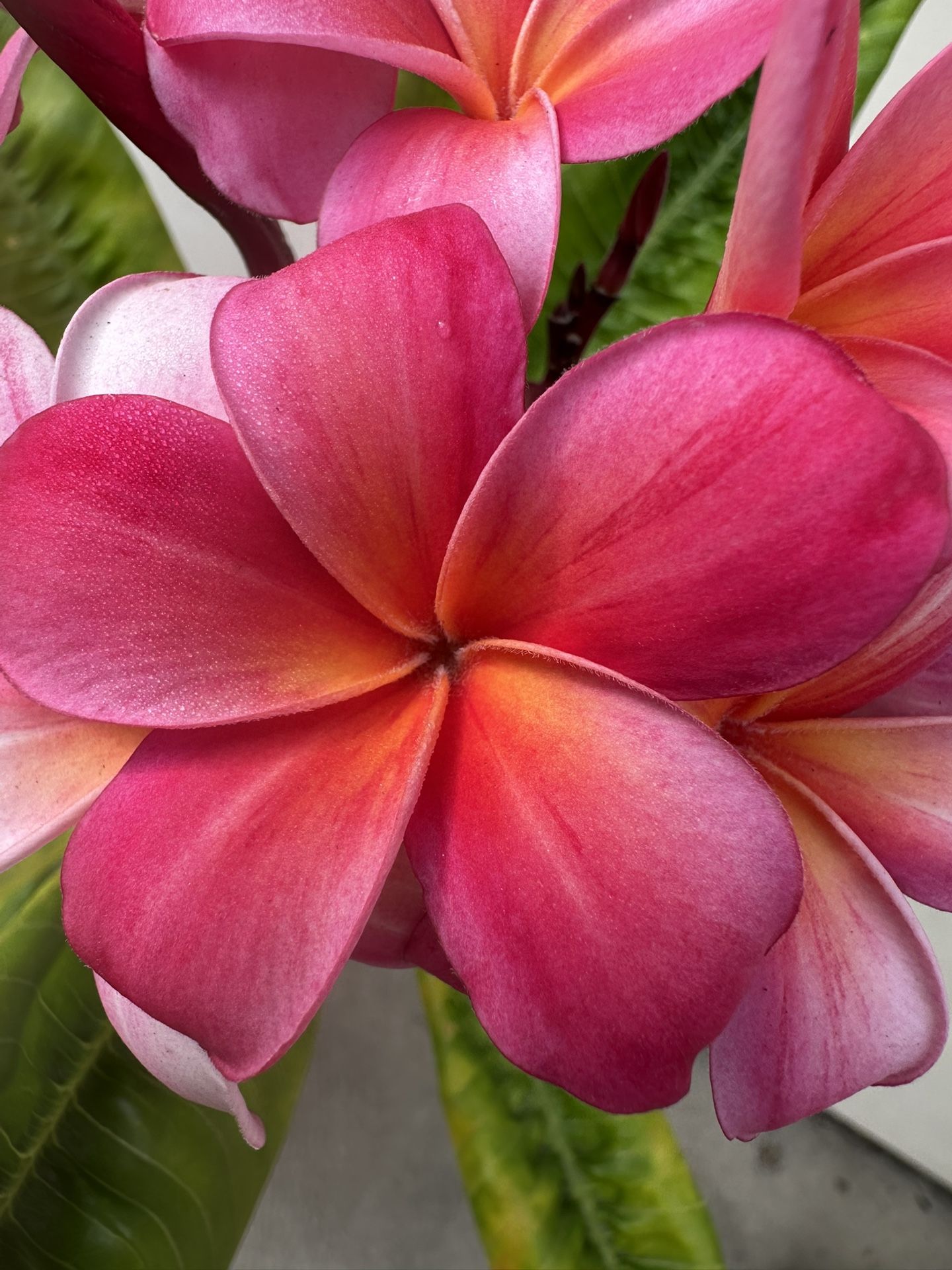Blooming Plumeria Plant B6