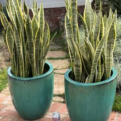 Large Potted Plants (2)