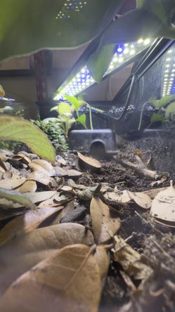 CBWEC Tank