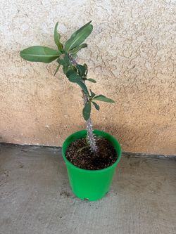 Corona de cristo / crown of thorns
