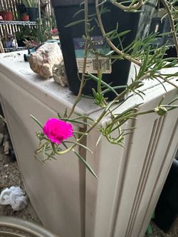 Amor de un rato