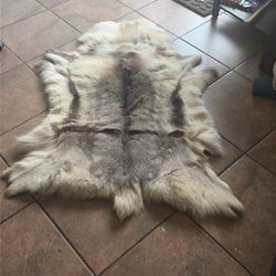 Real white tail deer