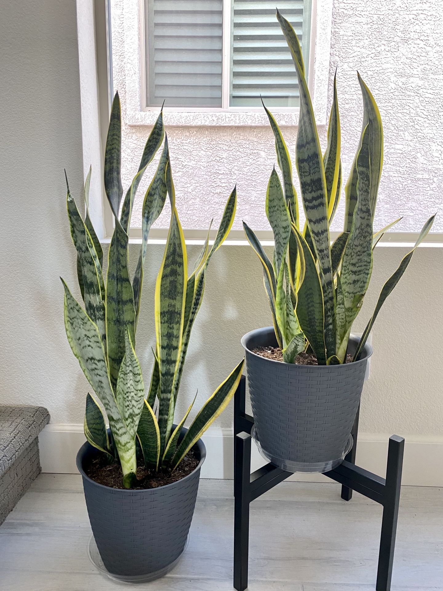 Live Snake plant about 3 ft tall in a 9" contemporary pot. Black stand not included 2 for $60