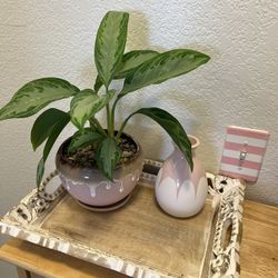 Chinese Evergreen Plant in a ceramic planter, live plant. Check profile for more plants 